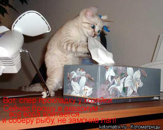 Котоматрица: Вот, спер прокладку у хозяйки. Сейчас брошу в аквариум -  вся вода впитается и соберу рыбу, не замочив лап!