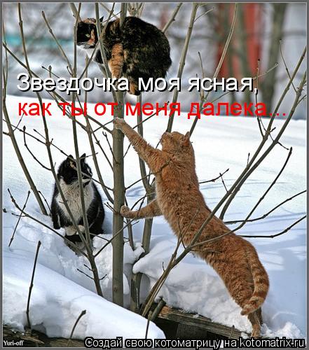 Звездочка моя ясная, как ты от меня далека...... Котоматрица: Звездочка моя ясная, как ты от меня далека...