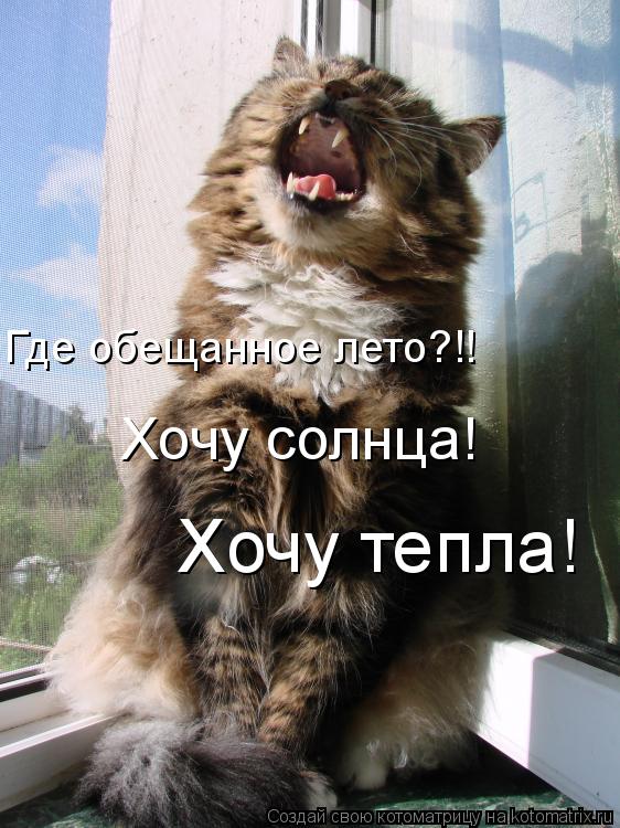 Котоматрица: Хочу солнца! Хочу тепла! Где обещанное лето?!!