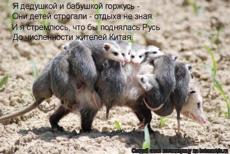 Я дедушкой и бабушкой горжусь - Они детей строгали - отдыха не зная. И я стремлюсь, что бы поднялась ... Котоматрица: Я дедушкой и бабушкой горжусь - Они детей строгали - отдыха не зная. И я стремлюсь, что бы поднялась Русь До численности жителей Китая.