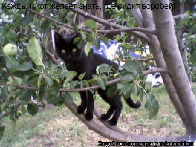 Каждый кот желает знать, где сидит воробей!... Котоматрица: Каждый кот желает знать, где сидит воробей!