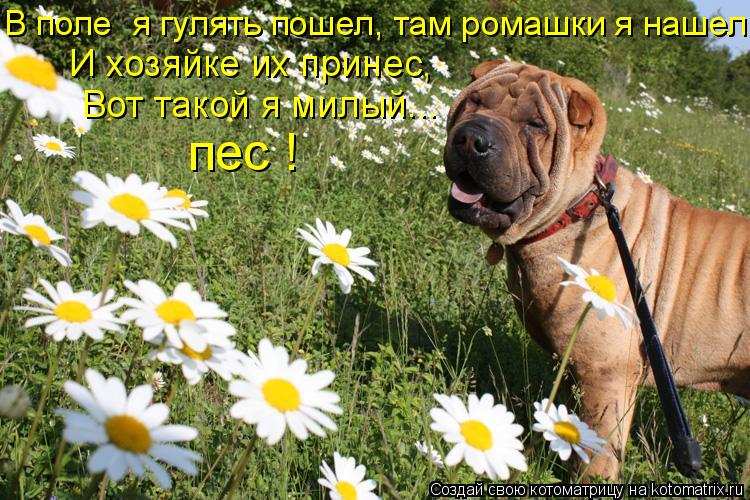 В поле я гулять пошел, там ромашки я нашел. пес ! И хозяйке их принес, Вот такой я милый...... Котоматрица: В поле я гулять пошел, там ромашки я нашел. пес ! И хозяйке их принес, Вот такой я милый...