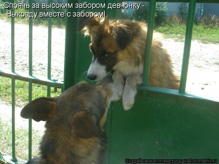 Котоматрица: Спрячь за высоким забором девчонку -  Выкраду вместе с забором!