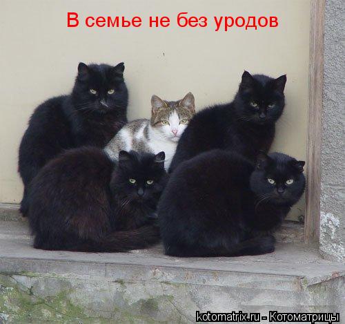В семье не без уродов... Котоматрица: В семье не без уродов