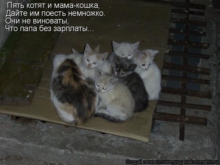 Пять котят и мама-кошка, Дайте им поесть немножко. Они не виноваты, Что папа без зарплаты...... Котоматрица: Пять котят и мама-кошка, Дайте им поесть немножко. Они не виноваты, Что папа без зарплаты...