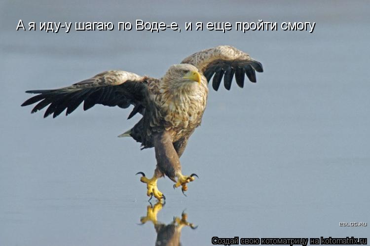 А я иду-у шагаю по Воде-е, и я еще пройти смогу... Котоматрица: А я иду-у шагаю по Воде-е, и я еще пройти смогу