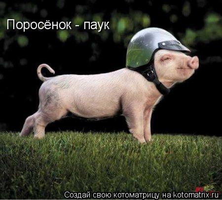 Котоматрица: Поросёнок - паук