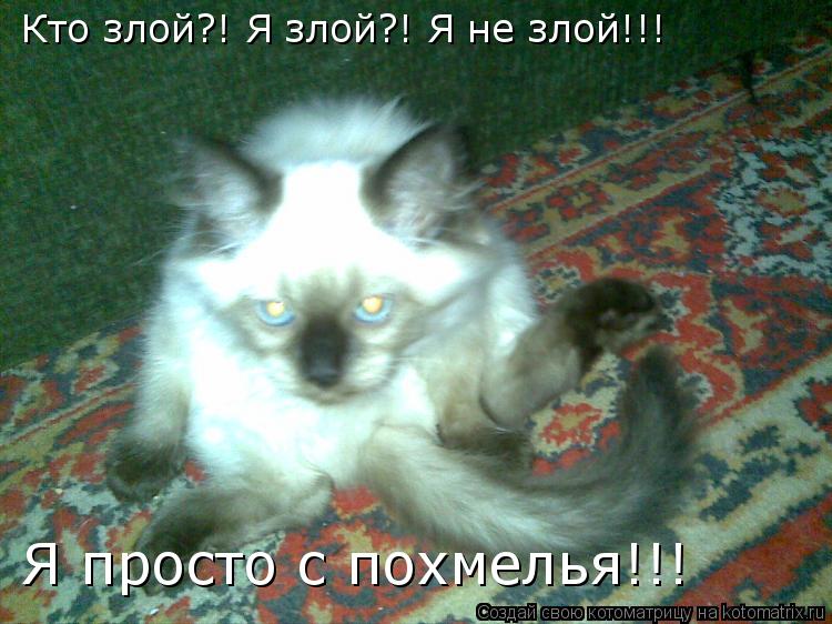 Кто злой?! Я злой?! Я не злой!!! Я просто с похмелья!!!... Котоматрица: Кто злой?! Я злой?! Я не злой!!! Я просто с похмелья!!!