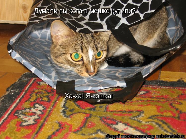 Думали вы кота в мешке купили? Ха-ха! Я-кошка!... Котоматрица: Думали вы кота в мешке купили? Ха-ха! Я-кошка!