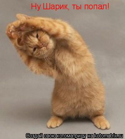 Котоматрица: Ну Шарик, ты попал!