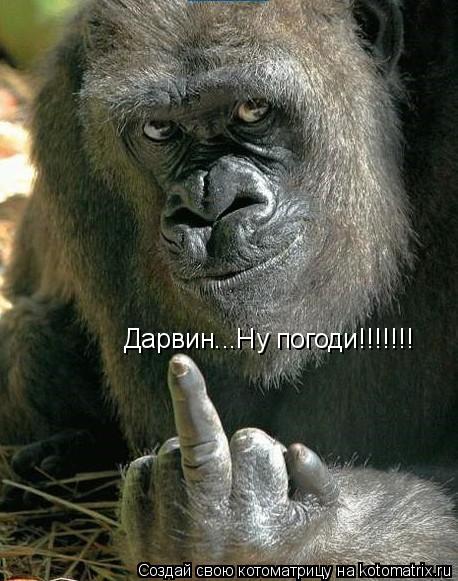 Котоматрица: Дарвин...Ну погоди!!!!!!!