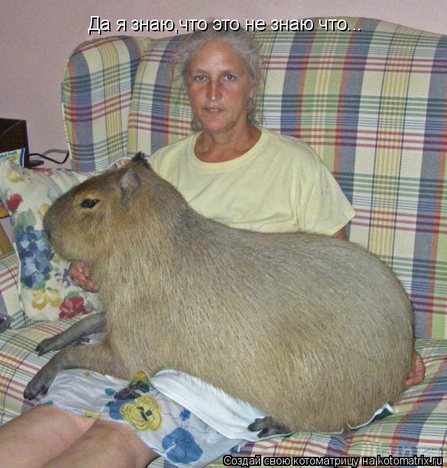 Котоматрица: Да я знаю,что это не знаю что...