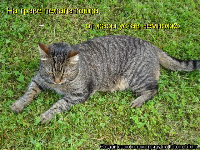 Котоматрица: На траве лежала кошка, от жары устав немножко.