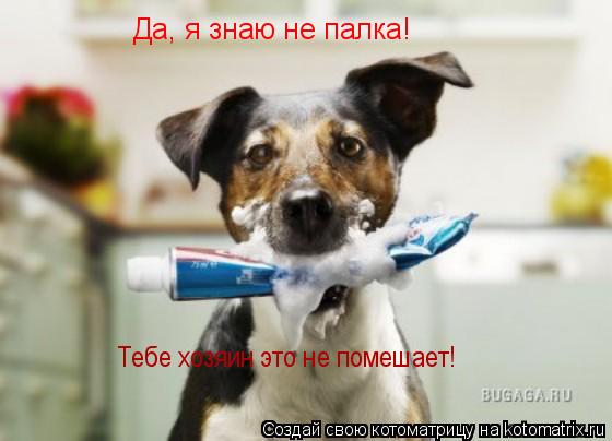 Котоматрица: Да, я знаю не палка! Тебе хозяин это не помешает!