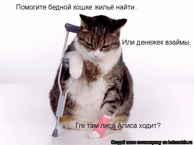 Котоматрица: Помогите бедной кошке жильё найти.. Или денежек взаймы. Гге там лиса Алиса ходит?