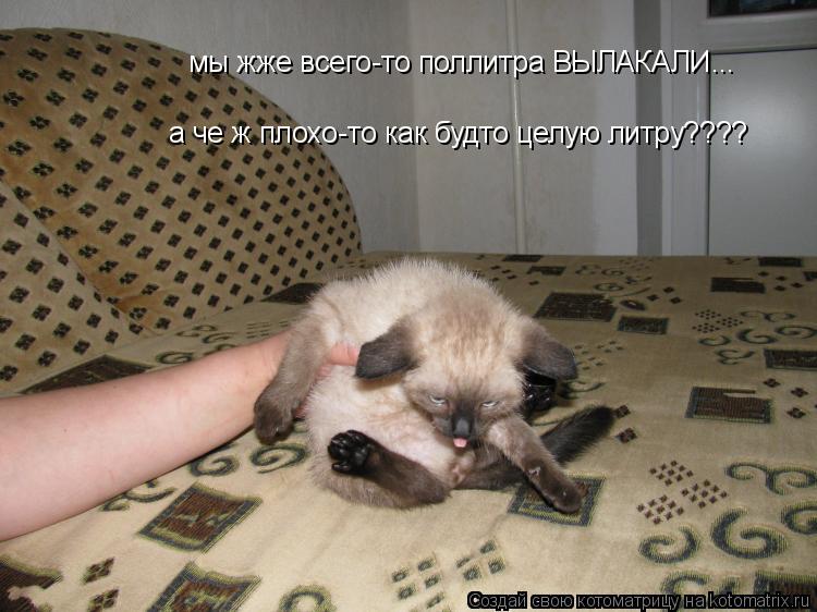 Котоматрица: мы жже всего-то поллитра ВЫЛАКАЛИ... а че ж плохо-то как будто целую литру????