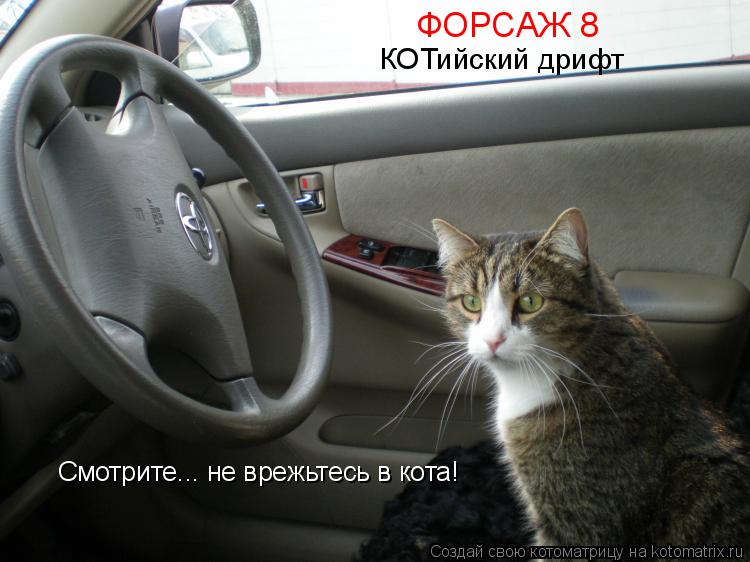 Котоматрица: ФОРСАЖ 8 КОТийский дрифт Смотрите... не врежьтесь в кота!