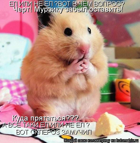 Котоматрица: ЕЛ ИЛИ НЕ ЕЛ ?ВОТ В ЧЕМ ВОПРОС? А ВСЕ ТАКИ ЕЛ ИЛИ НЕ ЕЛ ? ВОТ СКЛЕРОЗ ЗАМУЧИЛ