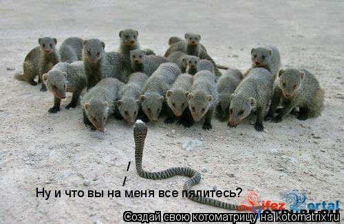 Котоматрица: Ну и что вы на меня все пялитесь? / /
