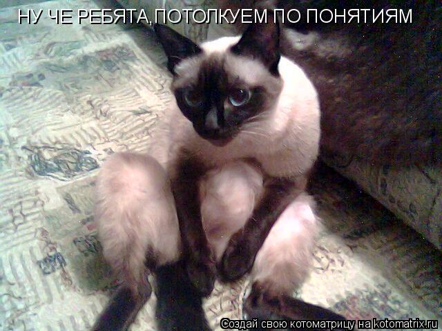 Котоматрица: НУ ЧЕ РЕБЯТА,ПОТОЛКУЕМ ПО ПОНЯТИЯМ