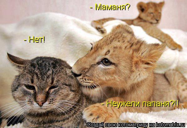 Котоматрица: - Маманя? - Нет! - Неужели папаня?!!