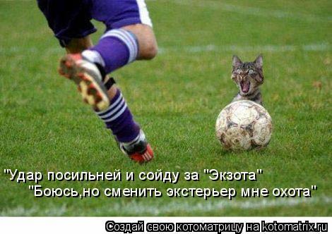 Котоматрица: "Удар посильней и сойду за "Экзота" "Боюсь,но сменить экстерьер мне охота"