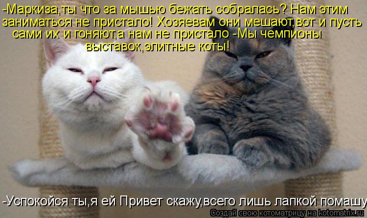 -Маркиза,ты что за мышью бежать собралась? Нам этим заниматься не пристало! Хозяевам они мешают,вот и... Котоматрица: -Маркиза,ты что за мышью бежать собралась? Нам этим заниматься не пристало! Хозяевам они мешают,вот и пусть сами их и гоняют,а нам не пристал