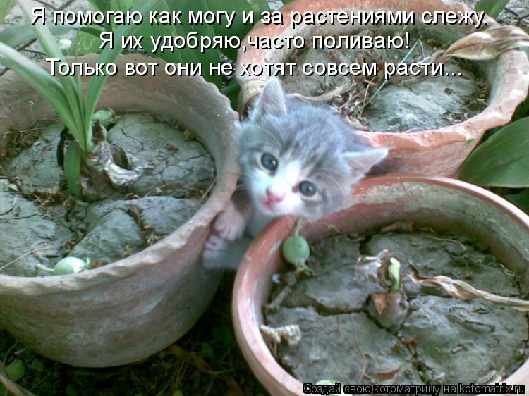 Котоматрица: Я помогаю как могу и за растениями слежу. Я их удобряю,часто поливаю! Только вот они не хотят совсем расти...