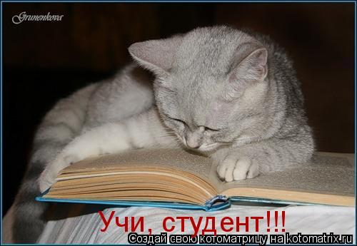 Учи, студент!!!... Котоматрица: Учи, студент!!!