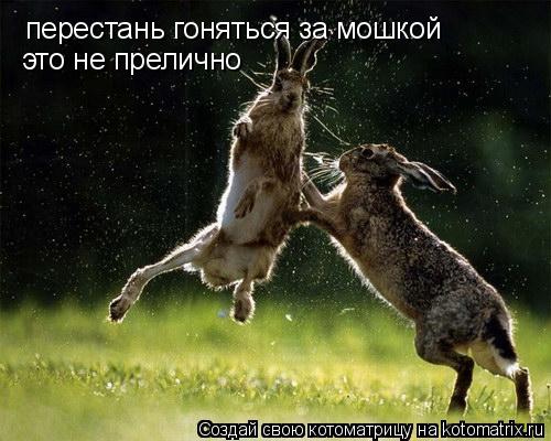 Котоматрица: перестань гоняться за мошкой это не прелично