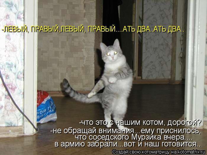 Котоматрица: 