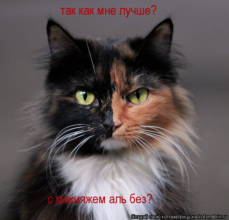 так как мне лучше? так как мне лучше? с макияжем аль без?... Котоматрица: так как мне лучше? так как мне лучше? с макияжем аль без?