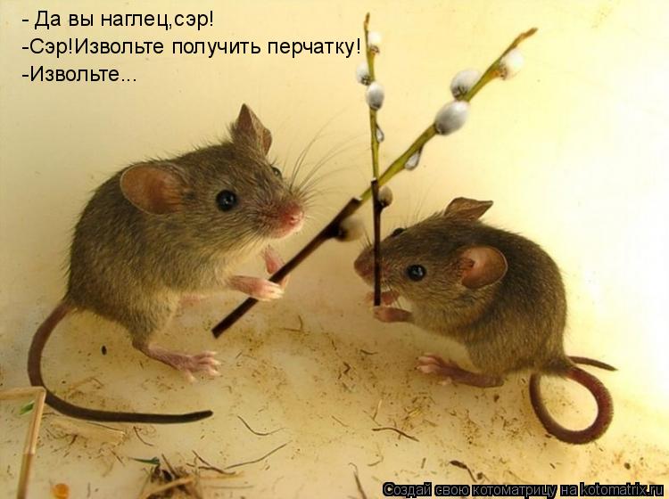 - Да вы наглец,сэр! -Сэр!Извольте получить перчатку! -Извольте...... Котоматрица: - Да вы наглец,сэр! -Сэр!Извольте получить перчатку! -Извольте...
