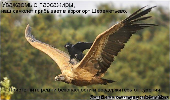 Котоматрица: Уважаемые пассажиры, наш самолет прибывает в аэропорт Шереметьево. Пристегните ремни безопасности и воздержитесь от курения.