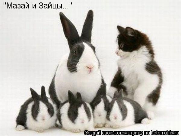 Котоматрица: "Мазай и Зайцы..."
