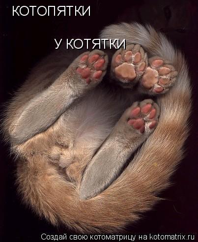 Котоматрица: КОТОПЯТКИ У КОТЯТКИ
