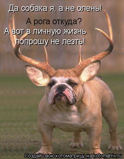 Да собака я, а не олень! А рога откуда? А вот в личную жизнь попрошу не лезть!... Котоматрица: Да собака я, а не олень! А рога откуда? А вот в личную жизнь попрошу не лезть!