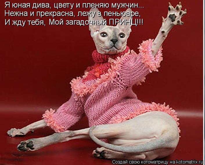 Котоматрица: Я юная дива, цвету и пленяю мужчин... Нежна и прекрасна, лежу в пеньюаре, И жду тебя,  Мой загадочный ПРИНЦ!!!