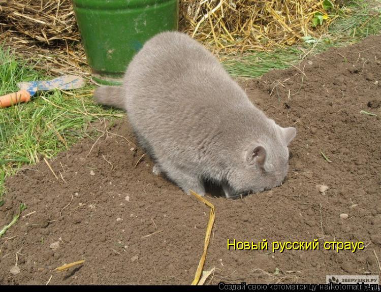 Котоматрица: Новый русский страус