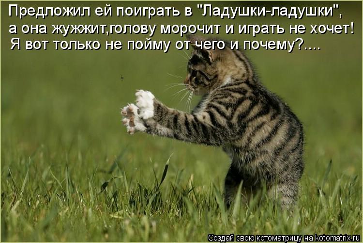 Предложил ей поиграть в "Ладушки-ладушки", а она жужжит,голову морочит и играть не хочет! Я вот тольк... Котоматрица: Предложил ей поиграть в "Ладушки-ладушки", а она жужжит,голову морочит и играть не хочет! Я вот только не пойму от чего и почему?....