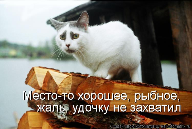Котоматрица: Место-то хорошее, рыбное, жаль, удочку не захватил