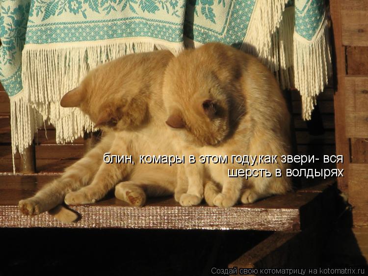 Котоматрица: блин, комары в этом году,как звери- вся шерсть в волдырях