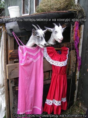 Котоматрица: Приоделись теперь можно и на конкурс красоты