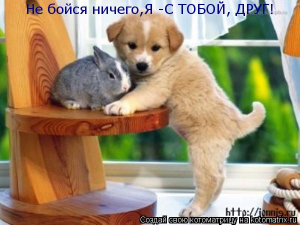 Котоматрица: Не бойся ничего,Я -С ТОБОЙ, ДРУГ!