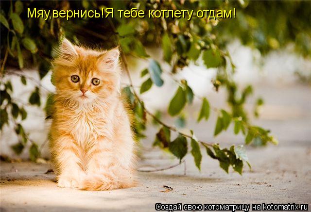 Мяу,вернись!Я тебе котлету отдам!... Котоматрица: Мяу,вернись!Я тебе котлету отдам!