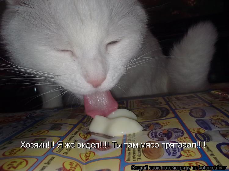 Хозяин!!! Я же видел!!!! Ты там мясо прятааал!!!!... Котоматрица: Хозяин!!! Я же видел!!!! Ты там мясо прятааал!!!!