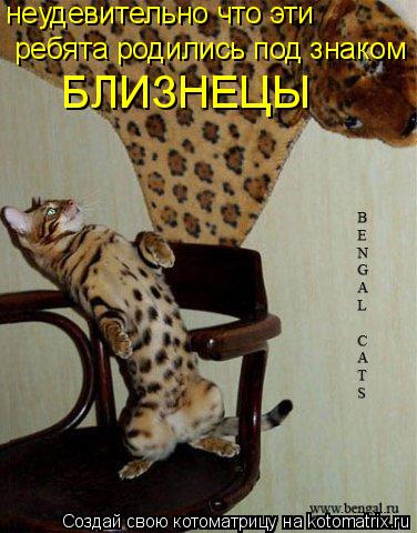 Котоматрица: неудевительно что эти ребята родились под знаком  БЛИЗНЕЦЫ