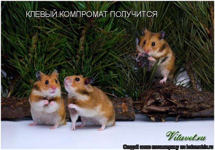 Котоматрица: КЛЕВЫЙ КОМПРОМАТ ПОЛУЧИТСЯ