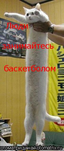 Котоматрица: Люди занимайтесь занимайтесь баскетболом