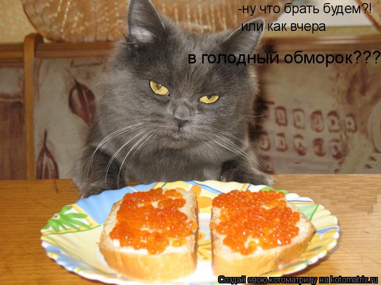 Котоматрица: -ну что брать будем?! или как вчера в голодный обморок???